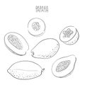 Papaya. Set of hand drawn papaya. Fresh organic food. Vector illustration with ink outline black sketch fruit Royalty Free Stock Photo