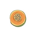 Papaya. Set of hand drawn papaya. Fresh organic food. Vector illustration with sketch fruit Royalty Free Stock Photo