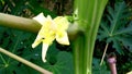 Papaya flower close up Royalty Free Stock Photo