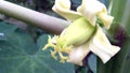 Papaya flower bud photo Royalty Free Stock Photo