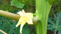 Papaya flower bud snap Royalty Free Stock Photo