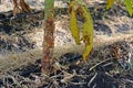 Papaya stem burning effect from grass killer herbicide, paraquat