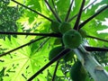 Papaya Tree