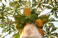Papaya tree Royalty Free Stock Photo