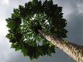 Papaya tree