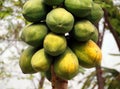 Papaya Tree Royalty Free Stock Photo