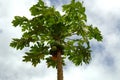 Papaya tree Royalty Free Stock Photo