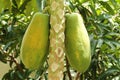 Papaya Tree