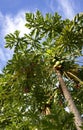 Papaya Tree Royalty Free Stock Photo