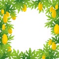 Papaya tree background frame. Papaw plant harvest. Large yellow papaya fruits on a tree. Place for text. Copy space