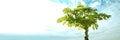 Papaya tree background is nice sky and cloud Royalty Free Stock Photo