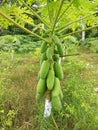 a papaya tree that is bearing a lot of fruit which will soon be harvested