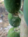 papaya tree bears abundant green fruit in layers Royalty Free Stock Photo