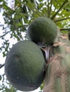 papaya tree bears abundant green fruit in layers Royalty Free Stock Photo