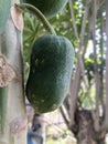 papaya tree bears abundant green fruit in layers Royalty Free Stock Photo