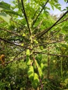 Papaya tree bears fruit abundantly in the middle of a corn field Royalty Free Stock Photo