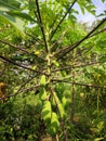Papaya tree bears fruit abundantly in the middle of a corn field Royalty Free Stock Photo