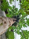 Papaya tree that bears fruit