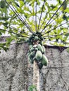 Papaya tree bears fruit Royalty Free Stock Photo