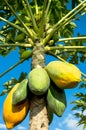 Papaya tree