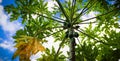 Papaya Tree with Blue Sky