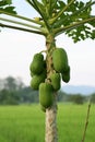 The papaya tree