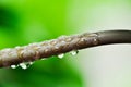 papaya tree, Carica papaya L or Papaya or Melan Tree or Paw Paw or CARICACEAE and rain drop