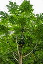 Papaya tree in forest near Kamokila Village, Kauai, Hawaii, USA Royalty Free Stock Photo
