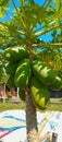 Papaya tree, papaya fruit background Royalty Free Stock Photo