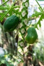 Papaya tree with fruit, carica papaya caricaceae from mexico