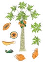 Papaya tree and fruit