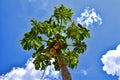 Green palm Papaya in blue sky background
