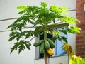 A papaya tree with fuits hanging over a window in a house garden one of them ripe