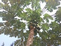 papaya tree in the garden