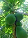 Papaya tree Royalty Free Stock Photo