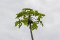 Papaya tree green and blue sky