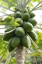 Papaya tree and green unripened fruit, Carica papaya