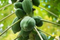 Papaya on a tree