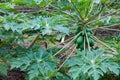 Papaya tree Royalty Free Stock Photo