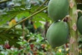 Papaya tree