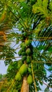 The papaya tree has abundant fruit and has a sweet taste