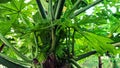 papaya tree that has not yet borne fruit Royalty Free Stock Photo