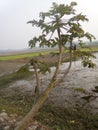 A papaya tree have more brunch