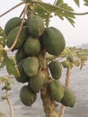 A papaya tree have more papaya green