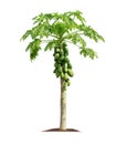 Papaya tree isolated on white background with clipping paths for garden design Royalty Free Stock Photo