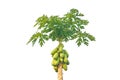 Papaya tree isolated on white background Royalty Free Stock Photo