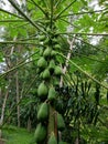 papaya tree with its dense fruit Royalty Free Stock Photo