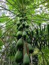 papaya tree with its dense fruit Royalty Free Stock Photo