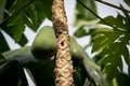 Papaya tree and its fruit Royalty Free Stock Photo