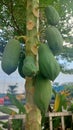 Papaya tree with its fruit growing well Royalty Free Stock Photo